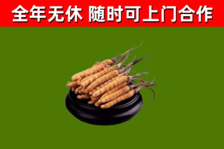 红谷滩回收冬虫夏草