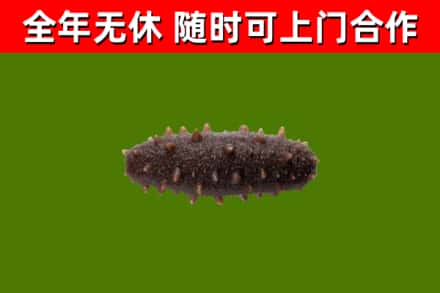 红谷滩回收海参干